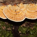 Pilze & Flechten (Mushrooms & Lichens, Fungi & Lichen)