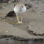 Schnepfenvögel (Sandpipers and allies, Scolopacidae)