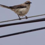 Spottdrosseln (Mockingbirds and Thrashers, Mimidae)