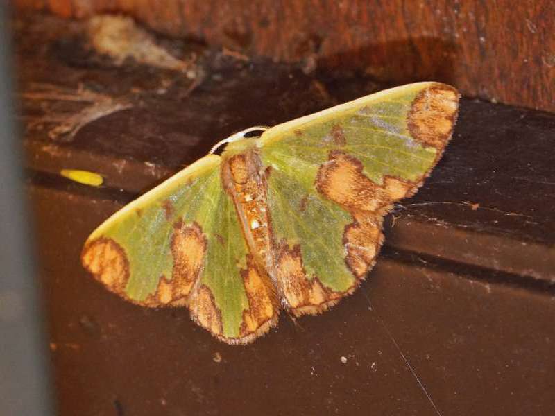 Unbestimmte Schmetterlingsart Nr. 23; Foto: 07.12.2017, Cabañas San Isidro, Nähe Cosanga