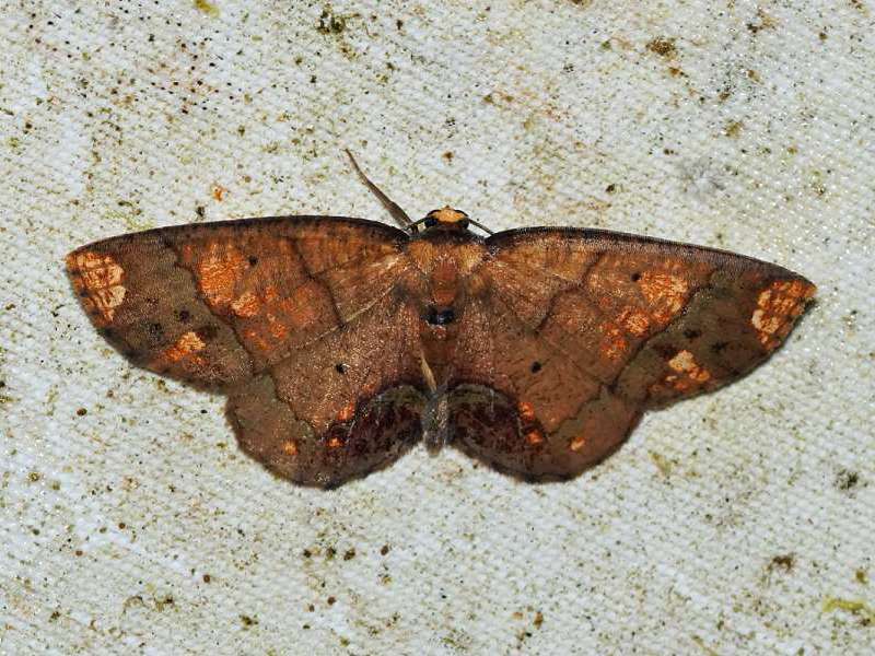 Unbestimmte Schmetterlingsart Nr. 40; Foto: 07.12.2017, Cabañas San Isidro, Nähe Cosanga