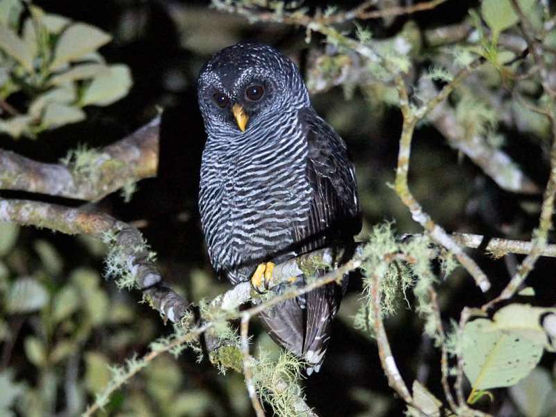 San-Isidro-Kauz (San Isodro Owl, Ciccaba sp.); Foto: 07.12.2017, Cabañas San Isidro, Nähe Cosanga