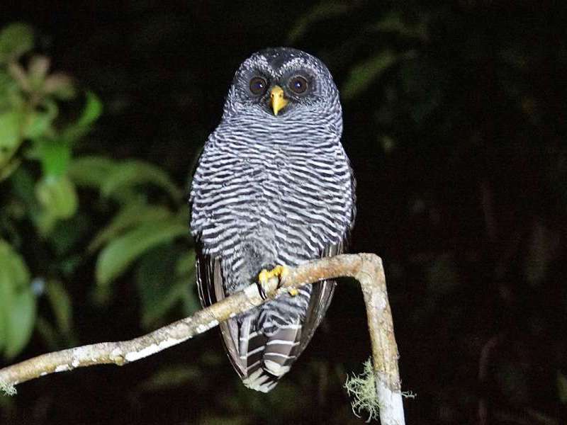 San-Isidro-Eule (San Isodro Owl, Strix sp.); Foto: 07.12.2017, Cabañas San Isidro, Nähe Cosanga