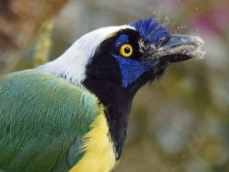 Inkarabe oder Grünhäher (Green Jay, Cyanocorax yncas); Foto: 08.12.2017, Cabañas San Isidro, Nähe Cosanga