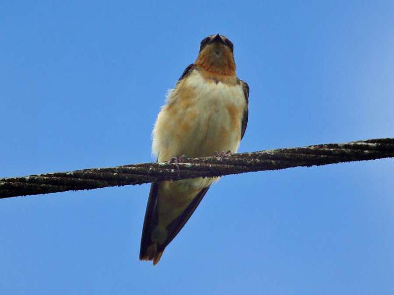 Rauchschwalbe (Barn Swallow, Hirundo rustica); Foto: 08.12.2017, Cabañas San Isidro, Nähe Cosanga