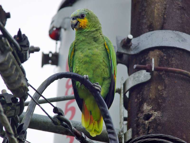 Venezuela-Amazone (Orange-winged Parrot, Amazona amazonica); Foto: 08.12.2017, Nähe Jondachi