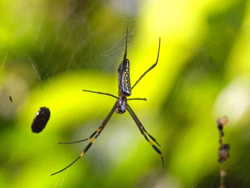 Goldene Seidenspinne (Golden Orb-web Spider, Nephila clavipes); Foto: 08.12.2017, Huasquila Amazon Lodge, Nähe Cotundo