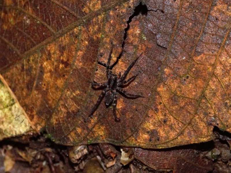 Unbestimmte Spinnenart Nr. 10; Foto: 08.12.2017, Huasquila Amazon Lodge, Nähe Cotundo