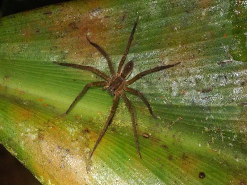 Unbestimmte Spinnenart Nr. 12; Foto: 08.12.2017, Huasquila Amazon Lodge, Nähe Cotundo