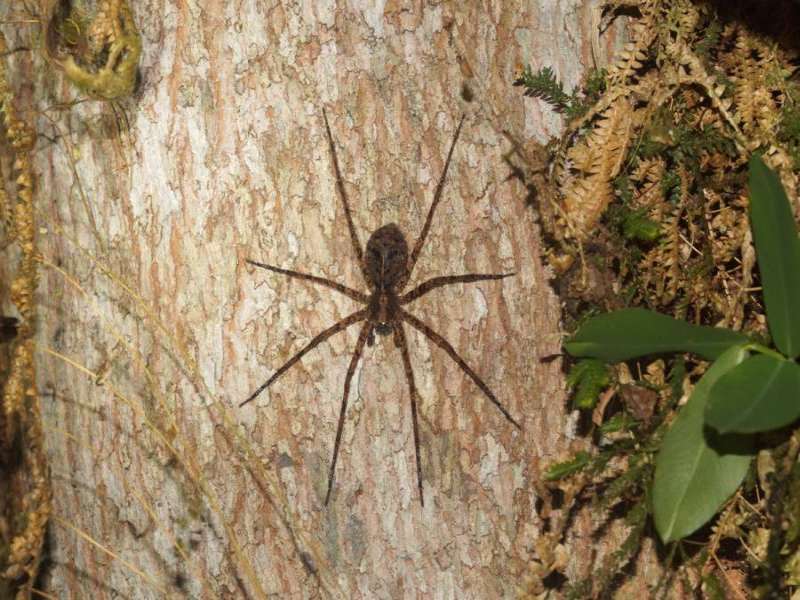 Unbestimmte Spinnenart Nr. 13; Foto: 08.12.2017, Huasquila Amazon Lodge, Nähe Cotundo