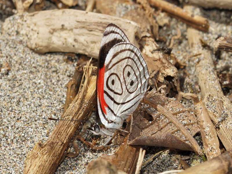 Diaethria neglecta (89 Butterfly); Foto: 09.12.2017, Río Quijos Eco Lodge, Nähe Sardinas