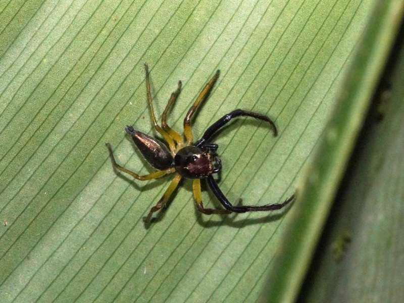Unbestimmte Spinnenart Nr. 23 (Salticidae); Foto: 09.12.2017, Hakuna Matata Lodge, Nähe Tena