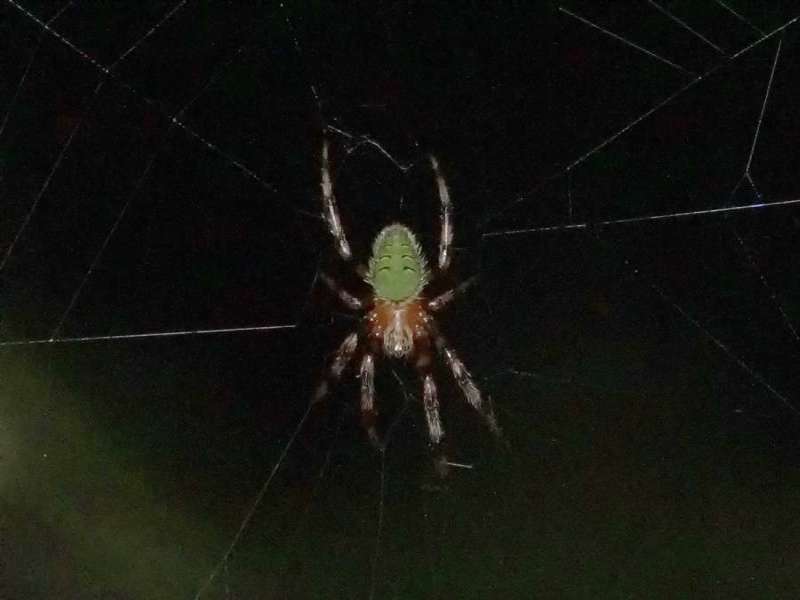 Unbestimmte Spinnenart Nr. 14; Foto: 09.12.2017, Hakuna Matata Lodge, Nähe Tena