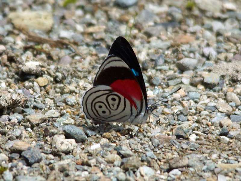 Diaethria neglecta (89 Butterfly); Foto: 09.12.2017, Río Quijos Eco Lodge, Nähe Sardinas