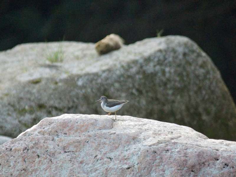 Drosseluferläufer (Spotted Sandpiper, Actitis macularius); Foto: 10.12.2017, Hakuna Matata Lodge, Nähe Tena