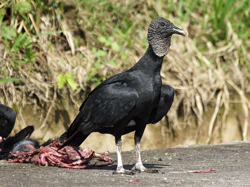 Rabengeier (Black Vulture, Coragyps atratus); Foto: 10.12.2017, Nähe Jondachi