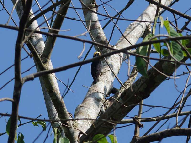Gelbbrauenspecht (Yellow-tufted Woodpecker, Melanerpes cruentatus); Foto: 11.12.2017, Napo Cultural Center