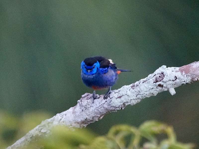 Rotbauchtangare (Opal-rumped Tanager, Tangara velia); Foto: 11.12.2017, Napo Cultural Center