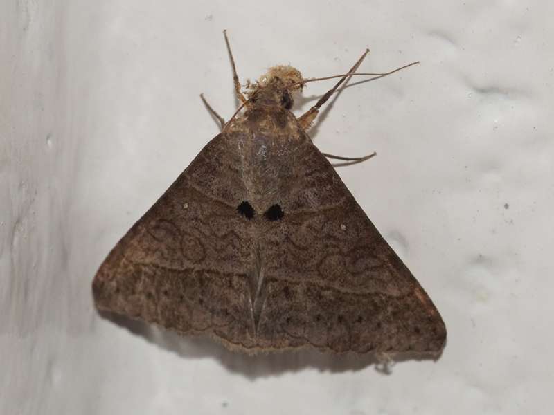Mocis latipes (Small Mocis Moth); Foto: 12.12.2017, Napo Wildlife Center