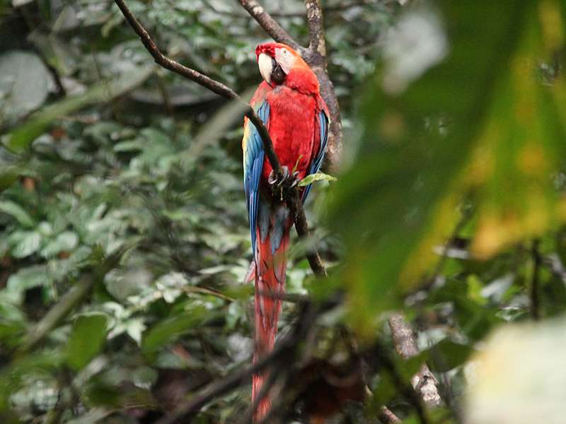 Hellroter Ara (Scarlet Macaw, Ara macao); Foto: 12.12.2017, Napo Cultural Center