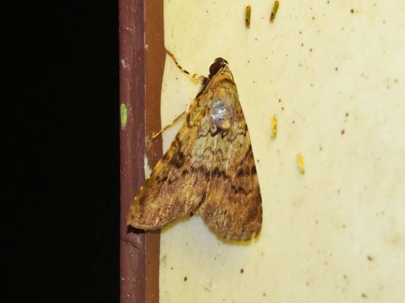 Unbestimmte Schmetterlingsart Nr. 176; Foto: 13.12.2017, Napo Wildlife Center
