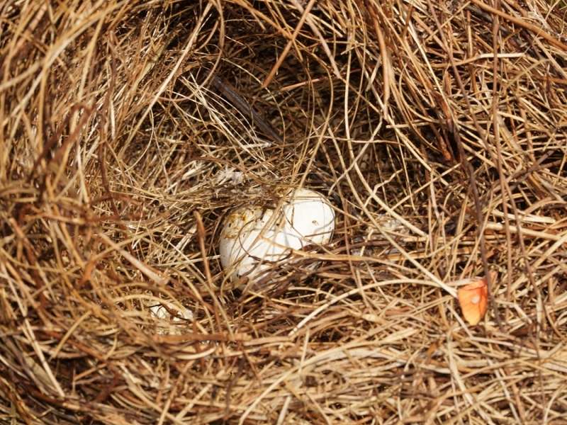 Abgestürztes Nest einer Gelbbürzel-Kassike (Yellow-rumped Cacique, Cacicus cela); Foto: 13.12.2017, Napo Wildlife Center