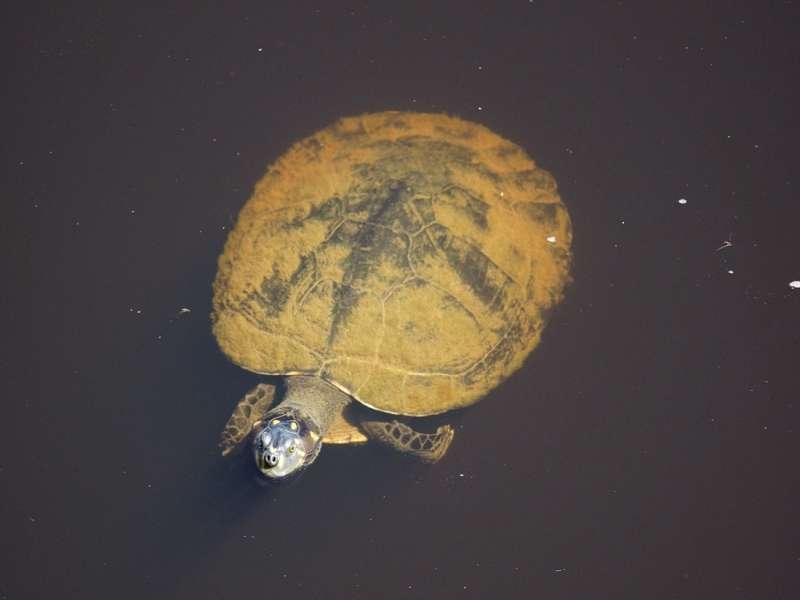 Arrauschildkröte (South American River Turtle, Podocnemis expansa); Foto: 13.12.2017, Napo Wildlife Center