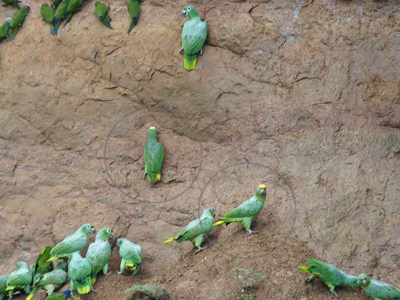 Gelbscheitelamazone (Yellow-crowned Parrot, Amazona ochrocephala); Foto: 14.12.2017, Nähe Napo Wildlife Center