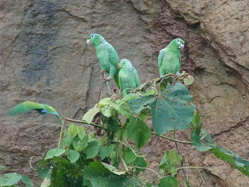 Müller-Amazone (Mealy Parrot, Amazona farinosa); 14.12.2017, Nähe Napo Wildlife Center