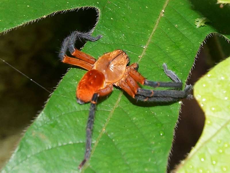Unbestimmte Spinnenart Nr. 27 (Sparassidae); Foto: 14.12.2017, Nähe Napo Wildlife Center