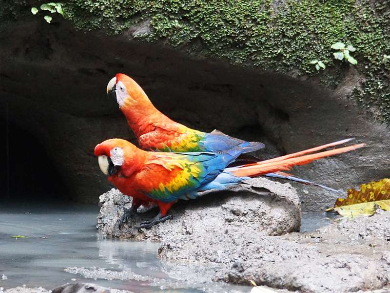 Hellroter Ara (Scarlet Macaw, Ara macao); Foto: 16.12.2017, Nähe Napo Wildlife Center