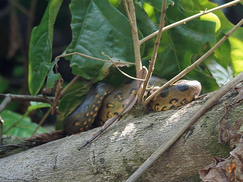 Juvenile Große Anakonda (Green Anaconda, Eunectes murinus); Foto: 14.12.2017, Napo Wildlife Center