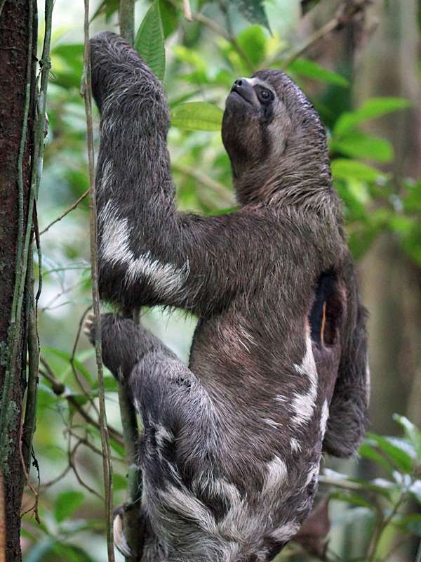 Braunkehl-Faultier (Brown-throated Three-toed Sloth, Bradypus variegatus); Foto: 15.12.2017, Sacha Lodge
