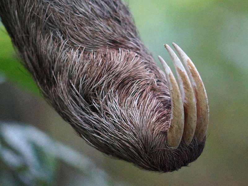 Braunkehl-Faultier (Brown-throated Three-toed Sloth, Bradypus variegatus); Foto: 15.12.2017, Sacha Lodge