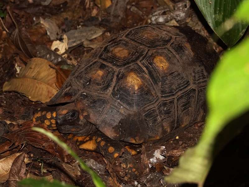Waldschildkröte (South American Yellow-footed Tortoise, Chelonoidis denticulata); Foto: 16.12.2017, Sacha Lodge