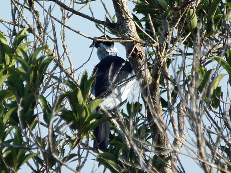 Nackthals-Schmuckvogel (Bare-necked Fruitcrow, Gymnoderus foetidus); Foto: 16.12.2017, Sacha Lodge