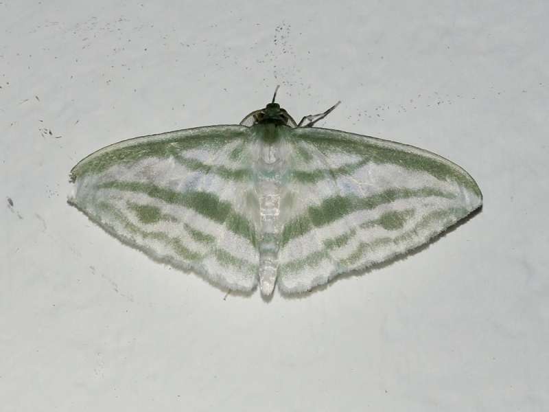 Dyspteris tenuivitta (Exquisite Emerald); Foto: 17.12.2017, Sacha Lodge
