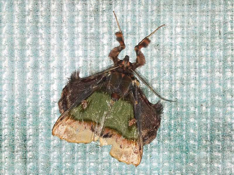 Ceroctena amynta (Emeraldaine), Männchen; Foto: 18.12.2017, Sacha Lodge