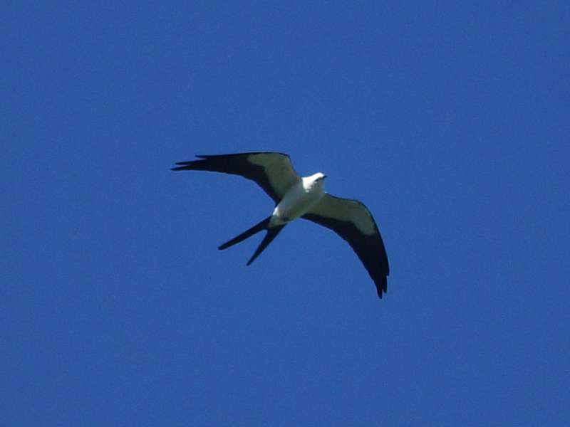 Schwalbenweih (Swallow-tailed Kite, Elanoides forficatus); Foto: 18.12.2017, Sacha Lodge