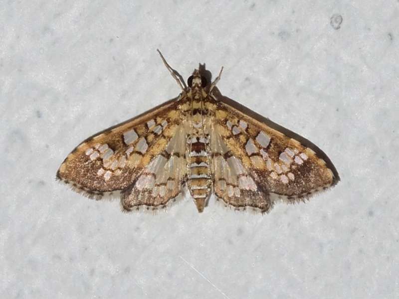 Samea ecclesialis (Assembly Moth); Foto: 21.12.2017, Cabañas San Isidro, Nähe Cosanga