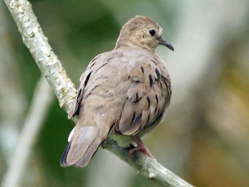 Blasstäubchen (Ecuadorian Ground-Dove, Columbina buckleyi); Foto: 21.12.2017, Nähe La Concordia