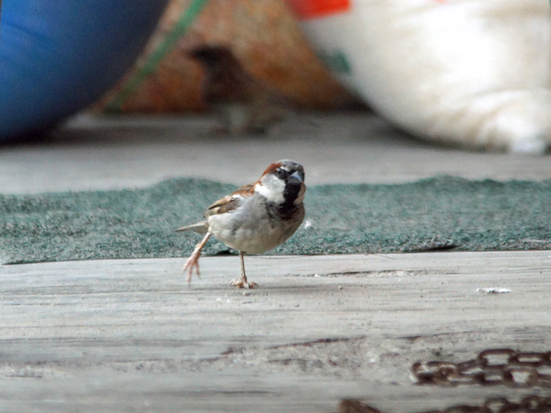 Männlicher Haussperling (House Sparrow, Passer domesticus); Foto: 21.12.2017, La Concordia