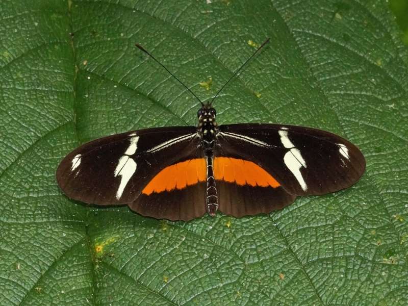Heliconius clysonymus (Montane Longwing); Foto: 22.12.2017, Yellow House Mindo