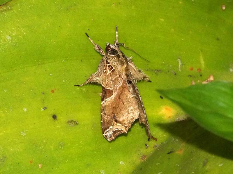 Callopistria floridensis (Florida Fern Moth); Foto: 23.12.2017, Yellow House Mindo