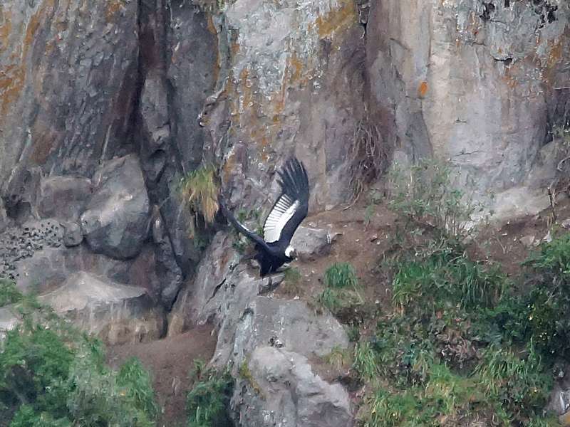 Andenkondor (Andean Condor, Vultur gryphus); Foto: 24.12.207, Reserva Ecológica Antisana