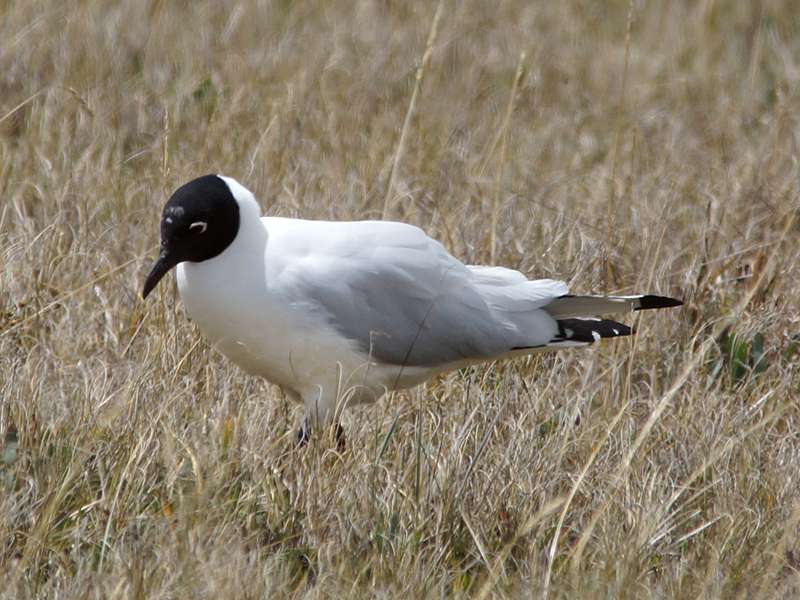 Andenmöwe (Andean Gull, Larus serranus); Foto: 24.12.2017, Reserva Ecológica Antisana