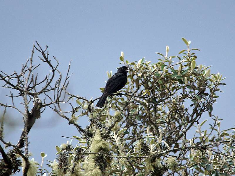 Schwarzhakenschnabel (Black Flowerpiercer, Diglossa humeralis); Foto: 26.12.2017, Cotopaxi-Nationalpark