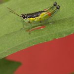 Heuschrecken (Grasshoppers, Locusts and Crickets, Orthoptera)