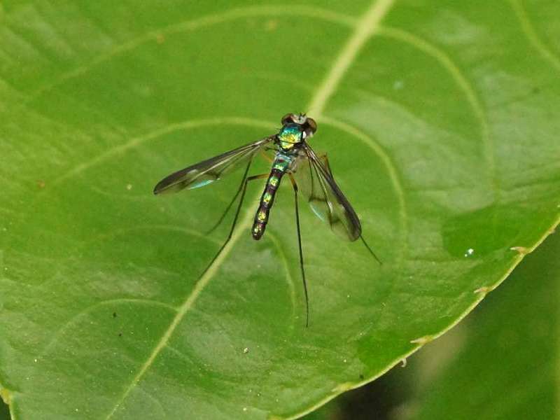 Langbeinfliege (Dolichopodidae sp.); Foto: 07.12.2017, Guango Lodge, Nähe Papallacta