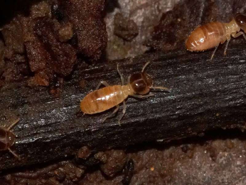 Termiten (Termites, Isoptera); Foto: 08.12.2017, Huasquila Amazon Lodge, Nähe Cotundo